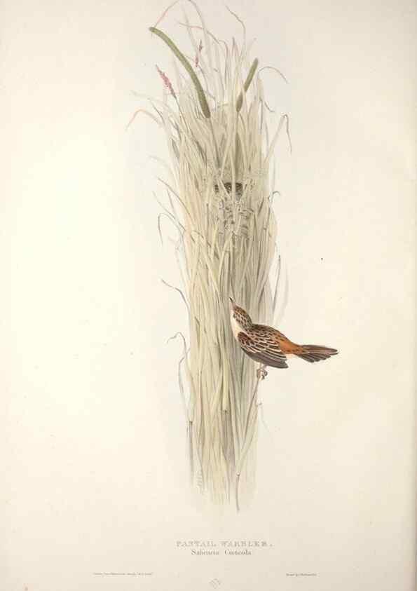 Reproducción/Reproduction 32901891368: The birds of Europe.. London,Printed by R. and J.E. Taylor, pub. by the author,1837.. 