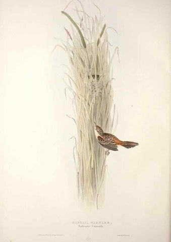 Reproducción/Reproduction 32901891368: The birds of Europe.. London,Printed by R. and J.E. Taylor, pub. by the author,1837.. 