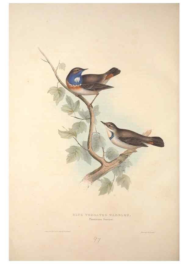 Reproducción/Reproduction 46052413354: The birds of Europe.. London,Printed by R. and J.E. Taylor, pub. by the author,1837.. 