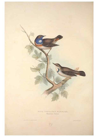 Reproducción/Reproduction 46052413354: The birds of Europe.. London,Printed by R. and J.E. Taylor, pub. by the author,1837.. 