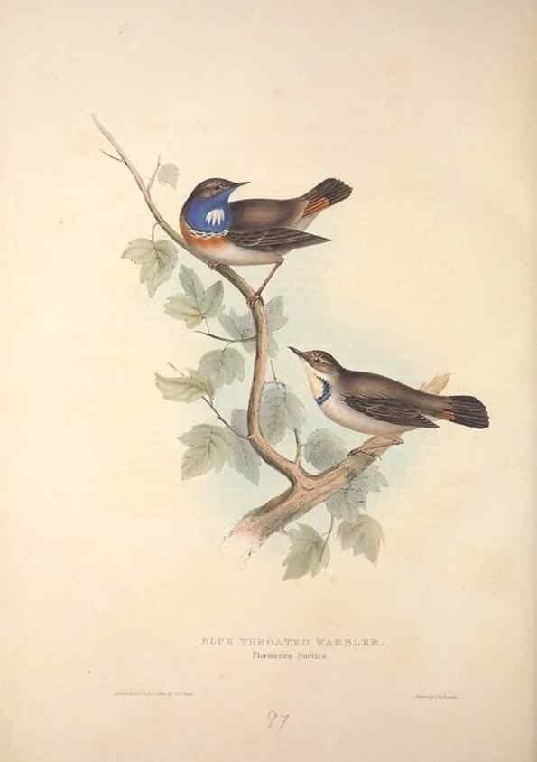 Reproducción/Reproduction 46052413354: The birds of Europe.. London,Printed by R. and J.E. Taylor, pub. by the author,1837.. 