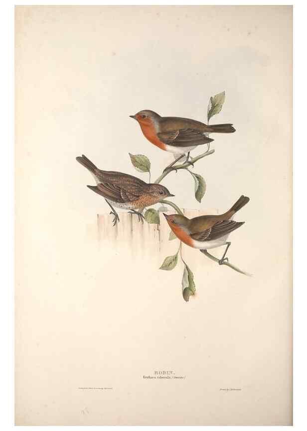 Reproducción/Reproduction 46777587021: The birds of Europe.. London,Printed by R. and J.E. Taylor, pub. by the author,1837.. 