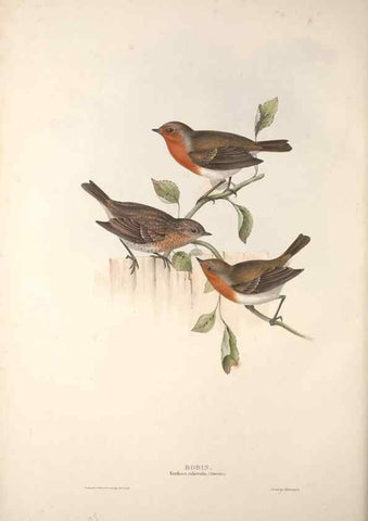Reproducción/Reproduction 46777587021: The birds of Europe.. London,Printed by R. and J.E. Taylor, pub. by the author,1837.. 