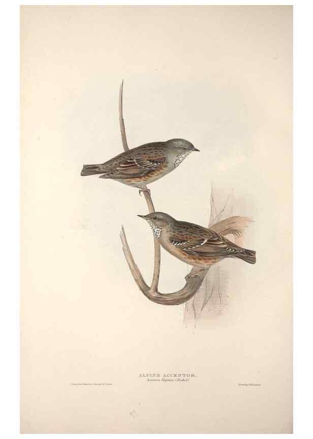 Reproducción/Reproduction 46052416604: The birds of Europe.. London,Printed by R. and J.E. Taylor, pub. by the author,1837.. 