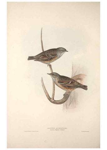 Reproducción/Reproduction 46052416604: The birds of Europe.. London,Printed by R. and J.E. Taylor, pub. by the author,1837.. 