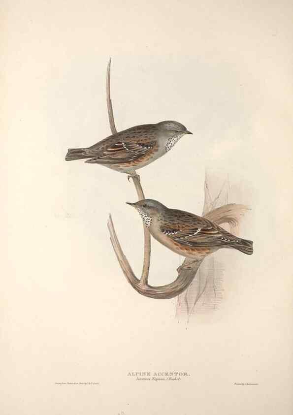 Reproducción/Reproduction 46052416604: The birds of Europe.. London,Printed by R. and J.E. Taylor, pub. by the author,1837.. 
