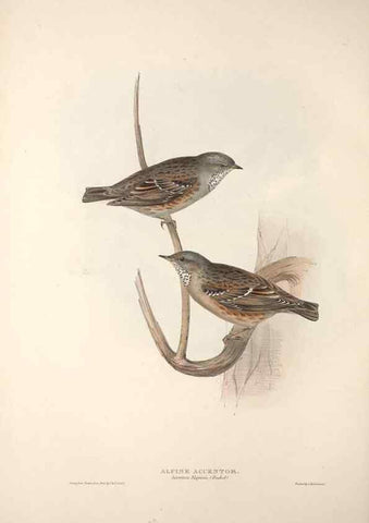 Reproducción/Reproduction 46052416604: The birds of Europe.. London,Printed by R. and J.E. Taylor, pub. by the author,1837.. 