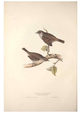 Reproducción/Reproduction 46724812872: The birds of Europe.. London,Printed by R. and J.E. Taylor, pub. by the author,1837.. 
