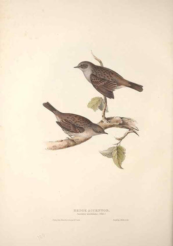 Reproducción/Reproduction 46724812872: The birds of Europe.. London,Printed by R. and J.E. Taylor, pub. by the author,1837.. 