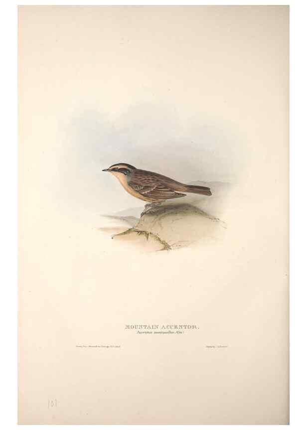 Reproducción/Reproduction 46724813472: The birds of Europe.. London,Printed by R. and J.E. Taylor, pub. by the author,1837.. 