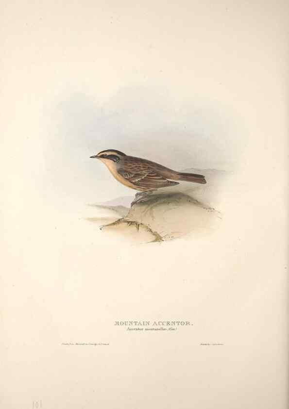 Reproducción/Reproduction 46724813472: The birds of Europe.. London,Printed by R. and J.E. Taylor, pub. by the author,1837.. 