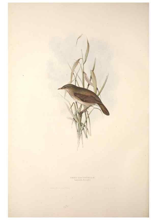Reproducción/Reproduction 31835804667: The birds of Europe.. London,Printed by R. and J.E. Taylor, pub. by the author,1837.. 