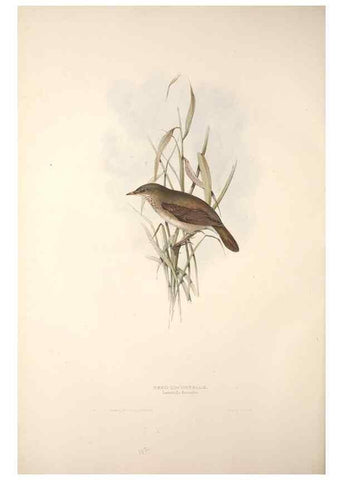 Reproducción/Reproduction 31835804667: The birds of Europe.. London,Printed by R. and J.E. Taylor, pub. by the author,1837.. 