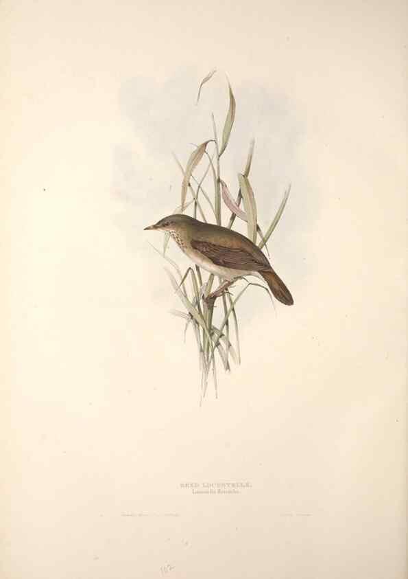 Reproducción/Reproduction 31835804667: The birds of Europe.. London,Printed by R. and J.E. Taylor, pub. by the author,1837.. 