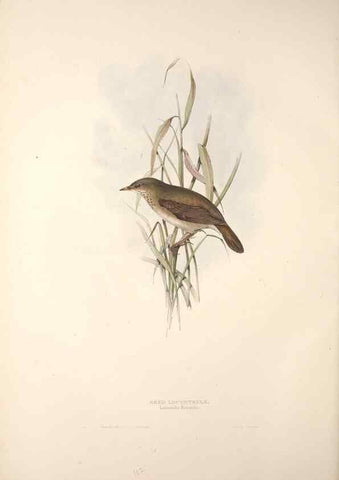 Reproducción/Reproduction 31835804667: The birds of Europe.. London,Printed by R. and J.E. Taylor, pub. by the author,1837.. 