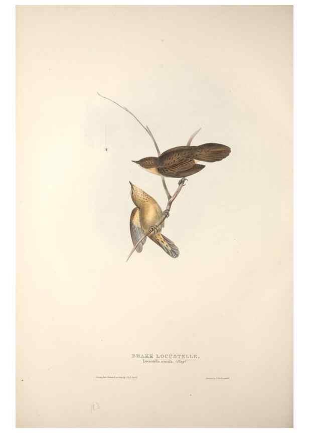 Reproducción/Reproduction 31835805677: The birds of Europe.. London,Printed by R. and J.E. Taylor, pub. by the author,1837.. 