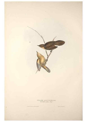 Reproducción/Reproduction 31835805677: The birds of Europe.. London,Printed by R. and J.E. Taylor, pub. by the author,1837.. 