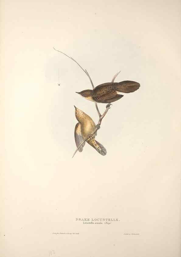 Reproducción/Reproduction 31835805677: The birds of Europe.. London,Printed by R. and J.E. Taylor, pub. by the author,1837.. 