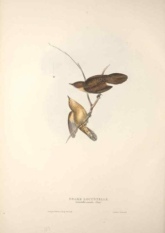 Reproducción/Reproduction 31835805677: The birds of Europe.. London,Printed by R. and J.E. Taylor, pub. by the author,1837.. 