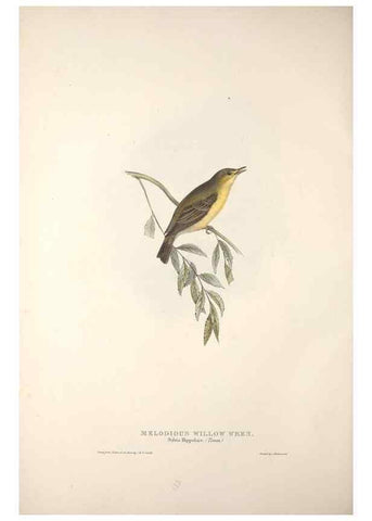 Reproducción/Reproduction 45862512945: The birds of Europe.. London,Printed by R. and J.E. Taylor, pub. by the author,1837.. 