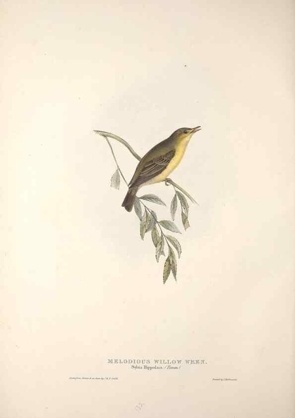 Reproducción/Reproduction 45862512945: The birds of Europe.. London,Printed by R. and J.E. Taylor, pub. by the author,1837.. 