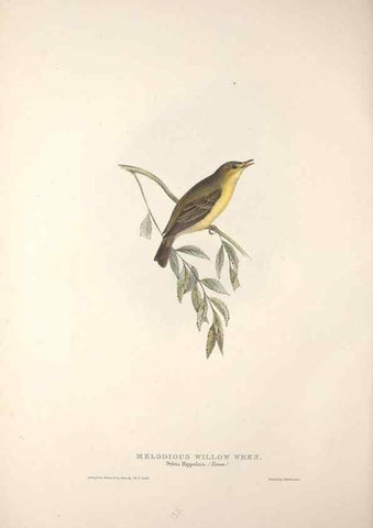 Reproducción/Reproduction 45862512945: The birds of Europe.. London,Printed by R. and J.E. Taylor, pub. by the author,1837.. 