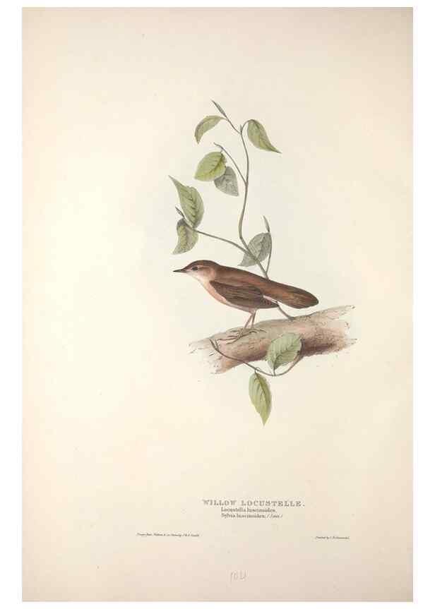 Reproducción/Reproduction 31835807107: The birds of Europe.. London,Printed by R. and J.E. Taylor, pub. by the author,1837.. 