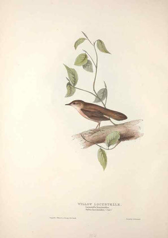 Reproducción/Reproduction 31835807107: The birds of Europe.. London,Printed by R. and J.E. Taylor, pub. by the author,1837.. 