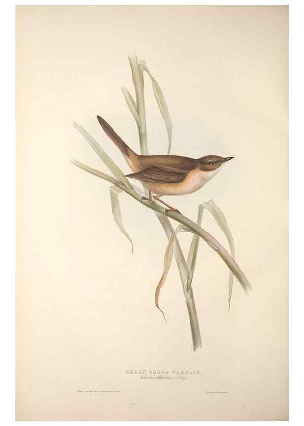 Reproducción/Reproduction 31835809557: The birds of Europe.. London,Printed by R. and J.E. Taylor, pub. by the author,1837.. 