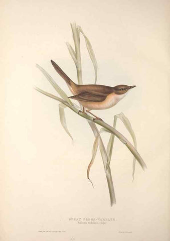 Reproducción/Reproduction 31835809557: The birds of Europe.. London,Printed by R. and J.E. Taylor, pub. by the author,1837.. 