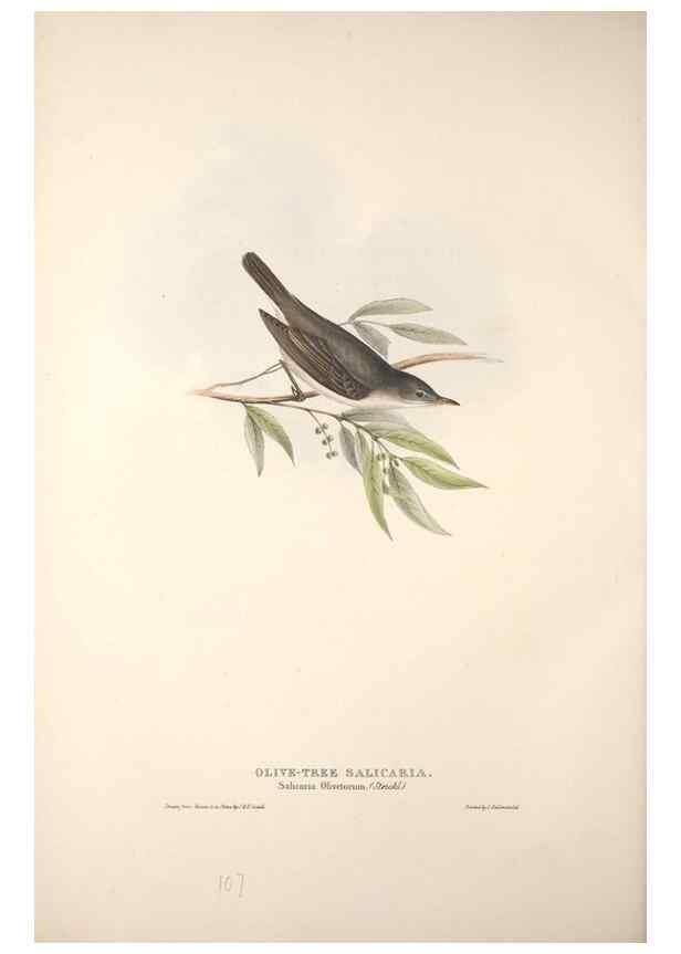 Reproducción/Reproduction 45862485115: The birds of Europe.. London,Printed by R. and J.E. Taylor, pub. by the author,1837.. 