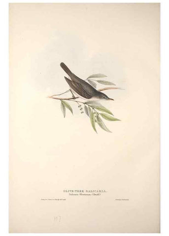 Reproducción/Reproduction 45862485115: The birds of Europe.. London,Printed by R. and J.E. Taylor, pub. by the author,1837.. 