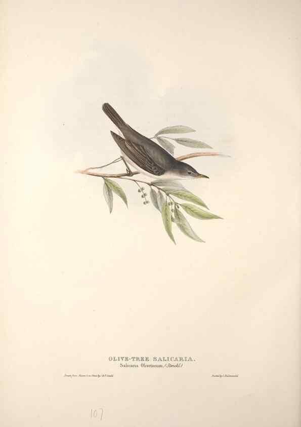 Reproducción/Reproduction 45862485115: The birds of Europe.. London,Printed by R. and J.E. Taylor, pub. by the author,1837.. 