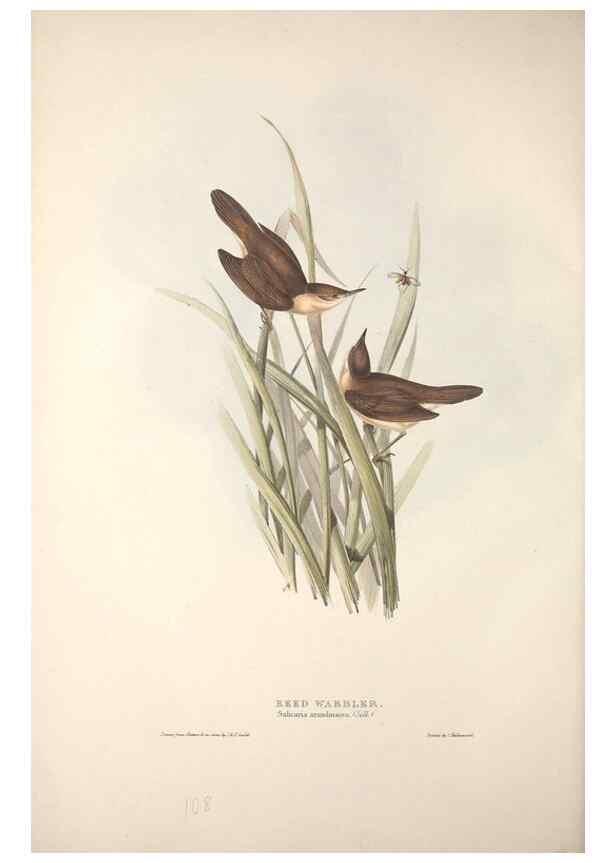 Reproducción/Reproduction 31835811847: The birds of Europe.. London,Printed by R. and J.E. Taylor, pub. by the author,1837.. 