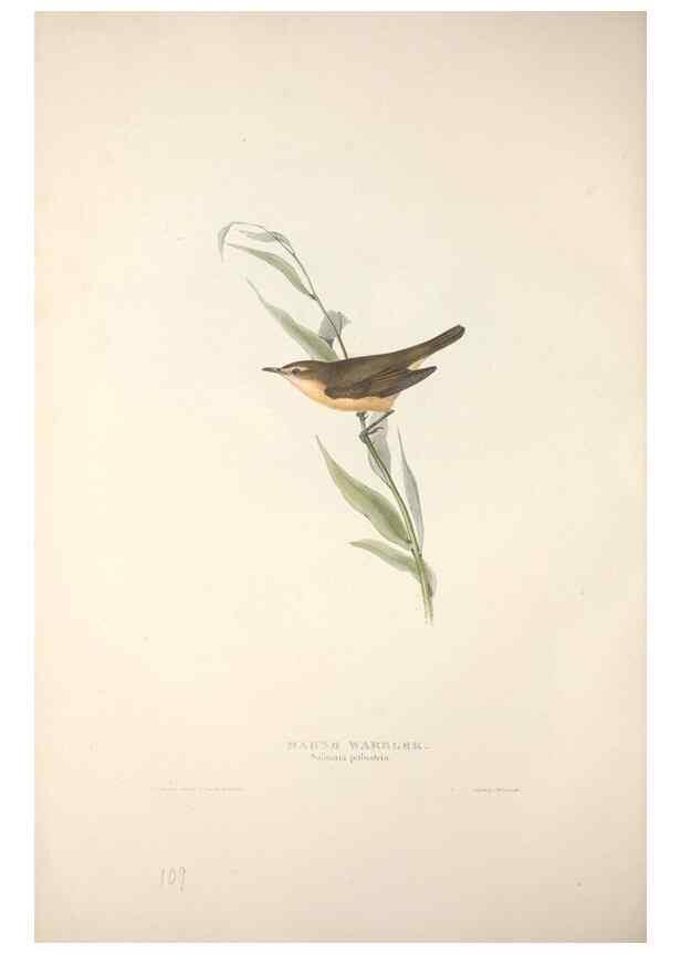Reproducción/Reproduction 39812208083: The birds of Europe.. London,Printed by R. and J.E. Taylor, pub. by the author,1837.. 