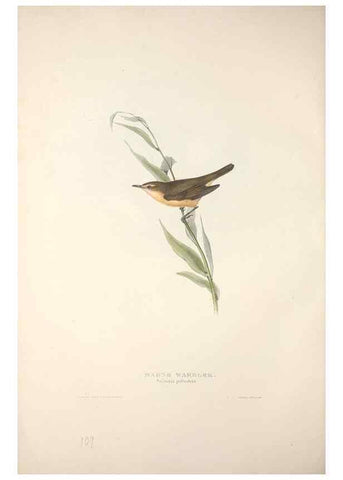 Reproducción/Reproduction 39812208083: The birds of Europe.. London,Printed by R. and J.E. Taylor, pub. by the author,1837.. 