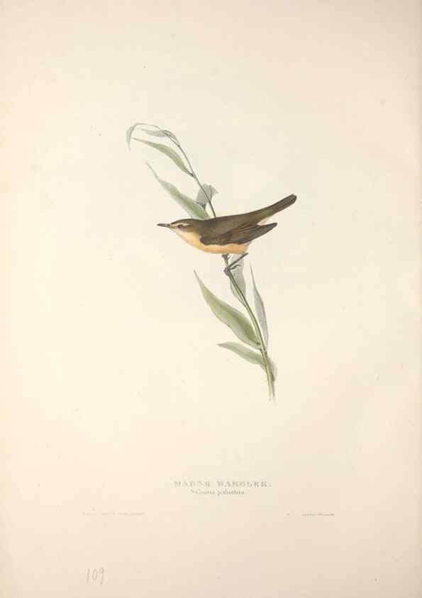 Reproducción/Reproduction 39812208083: The birds of Europe.. London,Printed by R. and J.E. Taylor, pub. by the author,1837.. 