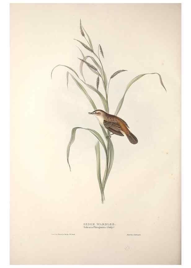 Reproducción/Reproduction 39812209343: The birds of Europe.. London,Printed by R. and J.E. Taylor, pub. by the author,1837.. 
