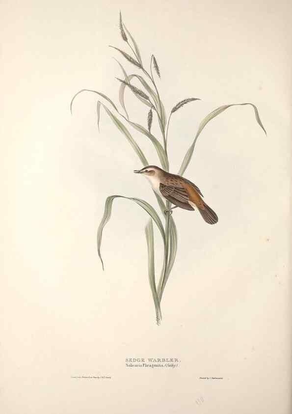 Reproducción/Reproduction 39812209343: The birds of Europe.. London,Printed by R. and J.E. Taylor, pub. by the author,1837.. 