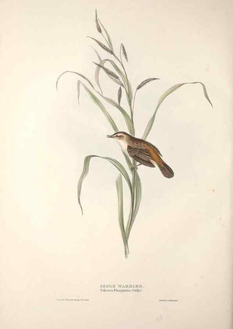 Reproducción/Reproduction 39812209343: The birds of Europe.. London,Printed by R. and J.E. Taylor, pub. by the author,1837.. 
