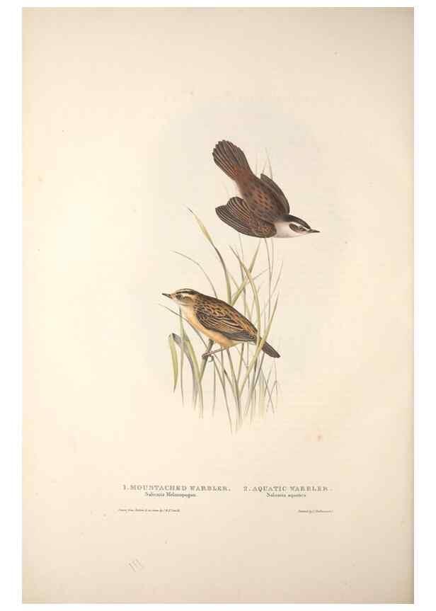 Reproducción/Reproduction 32901889008: The birds of Europe.. London,Printed by R. and J.E. Taylor, pub. by the author,1837.. 