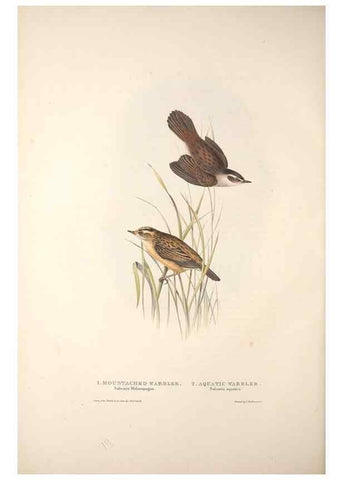 Reproducción/Reproduction 32901889008: The birds of Europe.. London,Printed by R. and J.E. Taylor, pub. by the author,1837.. 