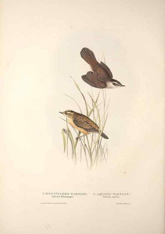 Reproducción/Reproduction 32901889008: The birds of Europe.. London,Printed by R. and J.E. Taylor, pub. by the author,1837.. 
