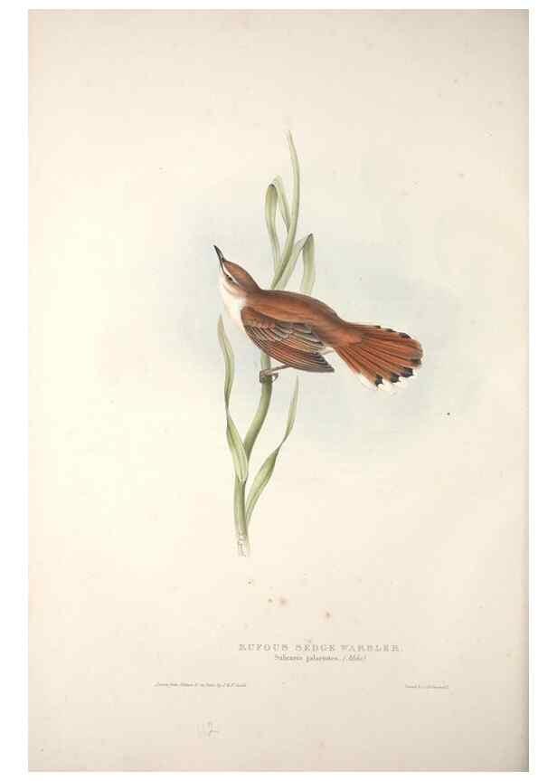Reproducción/Reproduction 46052434844: The birds of Europe.. London,Printed by R. and J.E. Taylor, pub. by the author,1837.. 