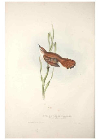 Reproducción/Reproduction 46052434844: The birds of Europe.. London,Printed by R. and J.E. Taylor, pub. by the author,1837.. 