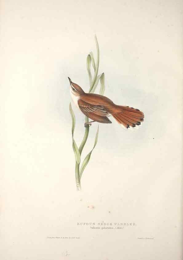 Reproducción/Reproduction 46052434844: The birds of Europe.. London,Printed by R. and J.E. Taylor, pub. by the author,1837.. 