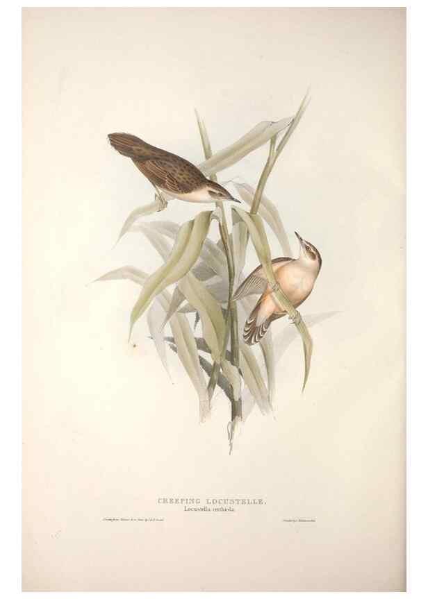Reproducción/Reproduction 46777593091: The birds of Europe.. London,Printed by R. and J.E. Taylor, pub. by the author,1837.. 
