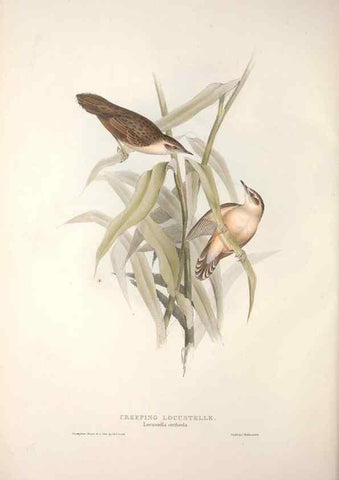 Reproducción/Reproduction 46777593091: The birds of Europe.. London,Printed by R. and J.E. Taylor, pub. by the author,1837.. 