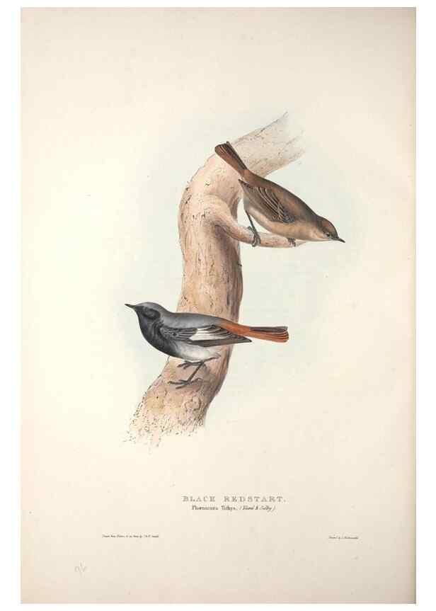 Reproducción/Reproduction 31835798757: The birds of Europe.. London,Printed by R. and J.E. Taylor, pub. by the author,1837.. 