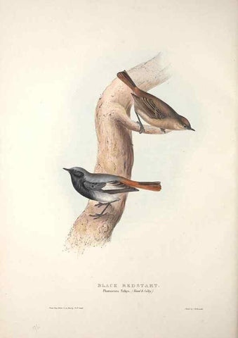 Reproducción/Reproduction 31835798757: The birds of Europe.. London,Printed by R. and J.E. Taylor, pub. by the author,1837.. 